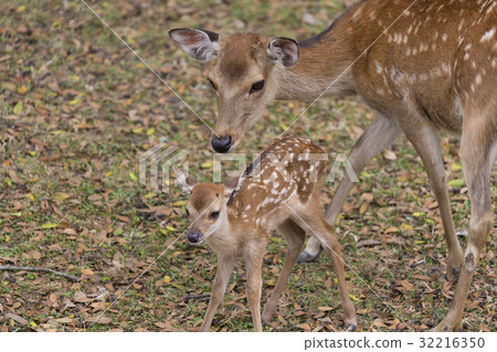Deer parent and child 32216350