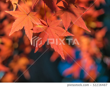 Bright autumn leaves 32216487