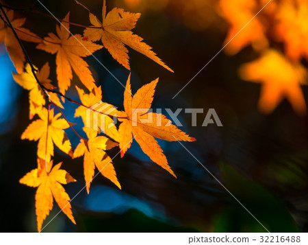 Bright autumn leaves 32216488