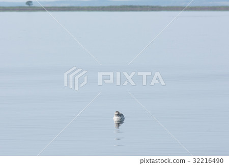 夏季海點密封 32216490