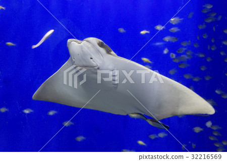 Kurobane Buna Buna Tobi and Hon-something Wavera 32216569