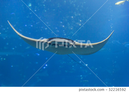 Itmakiei Itmakiei 32216592