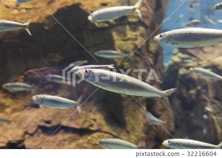 沙丁魚群 沙丁魚群 32216604