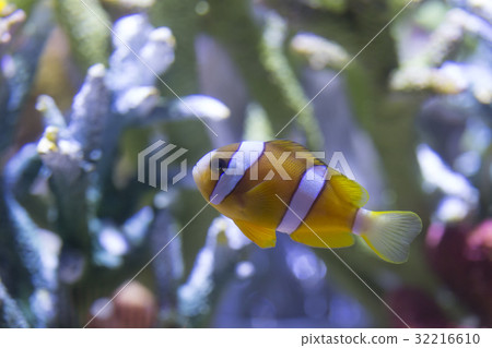 銀蓮花魚 銀蓮花魚 32216610