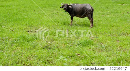 buffalo standing in a field buffalo standing in a field 32216647