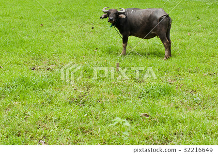 buffalo standing in a field 32216649