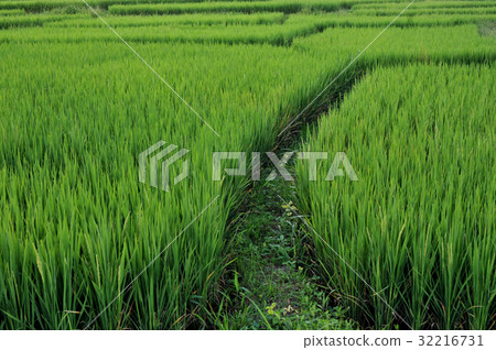 close up rice field paddy field rice natura 32216731