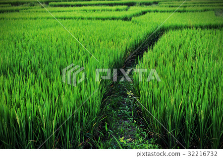 close up rice field paddy field rice natural 32216732
