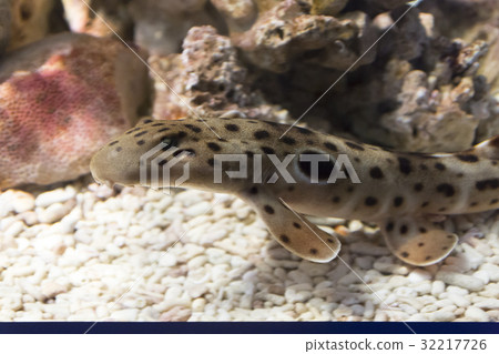 Marmoszuki shrimp shark 32217726