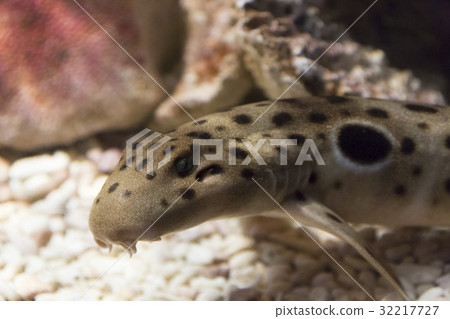 Marmoszuki shrimp shark 32217727