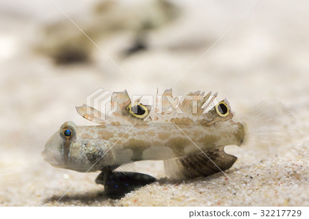 A crab 32217729