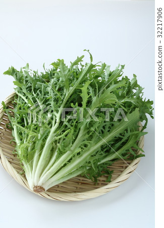 菊苣 菊苣 32217906