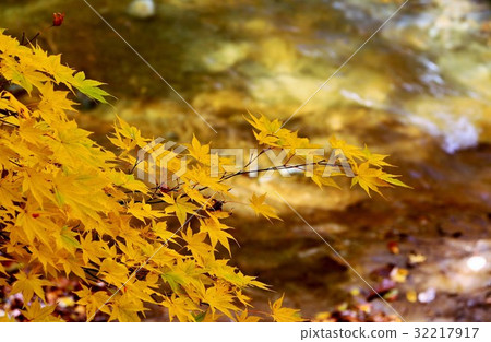 紅葉川溪流中的黃葉 紅葉川溪流中的黃葉 32217917