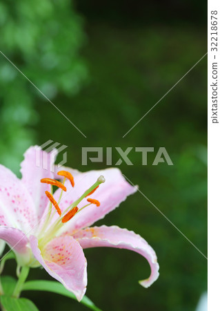 切爾西·百合花和雨滴 32218678