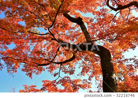 Bright autumn leaves Bright autumn leaves 32218746