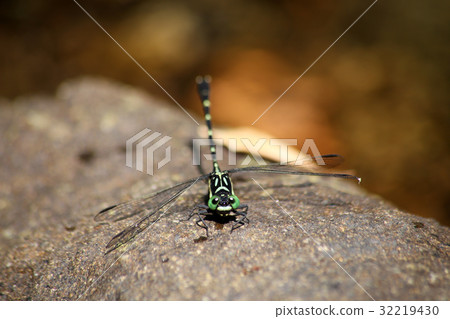 Himesanae Himesanae 32219430