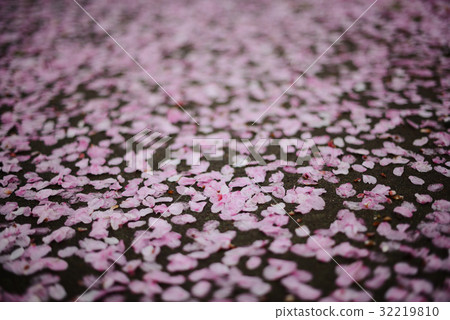 櫻花花瓣筏櫻桃地毯 櫻花花瓣筏櫻桃地毯 32219810