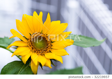 夏天花向日葵在庭院裡 夏天花向日葵在庭院裡 32219937