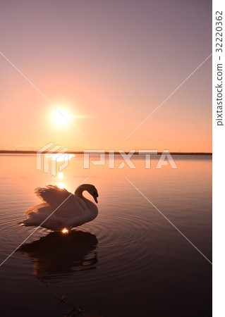 Swan in the morning sun of Lake Utonai, Hokkaido Swan in the morning sun of Lake Utonai, Hokkaido 32220362
