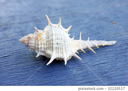 STOUT-SPINE MUREX (Murex trapa). 32220517