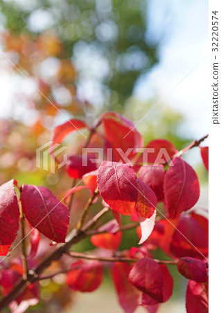 Beautiful autumnal leaves 32220574