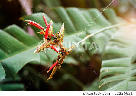 Ants on flowers in forest. Ants on flowers in forest. 32220631