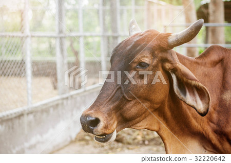 Cow in the countryside zoo. Cow in the countryside zoo. 32220642