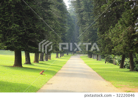 The Lawn The Lawn 32220846