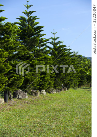 The Lawn 32220847