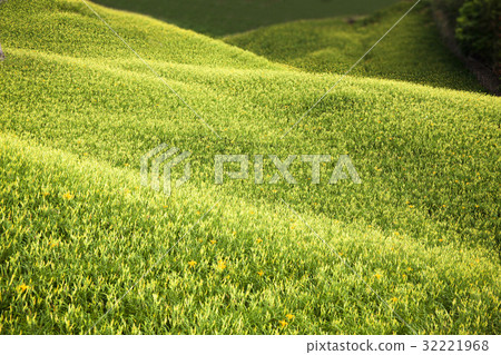 Beautiful Scenery 32221968