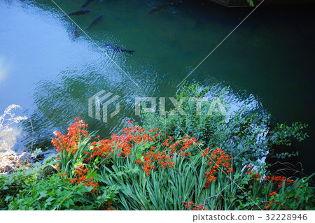 Wild riverbank where Montubretian flowers bloom and river side where carp swim 32228946