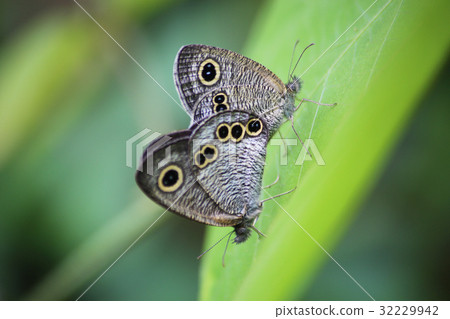 Mating of Jay-Ura 32229942