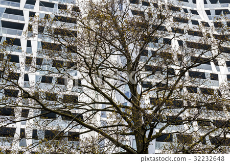 Achitectural Building Tree Rotterdam Achitectural Building Tree Rotterdam 32232648