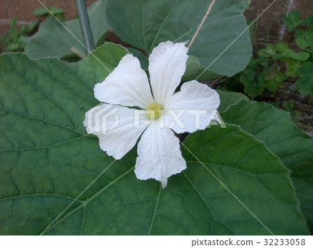 Female flower in evening face 32233058