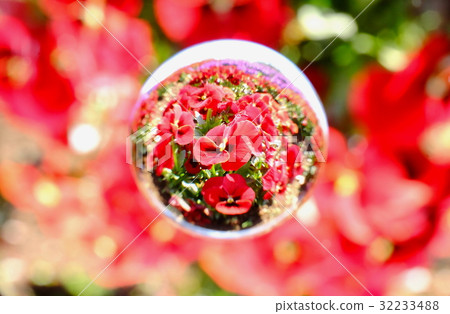 Keep the red pansy confined 32233488