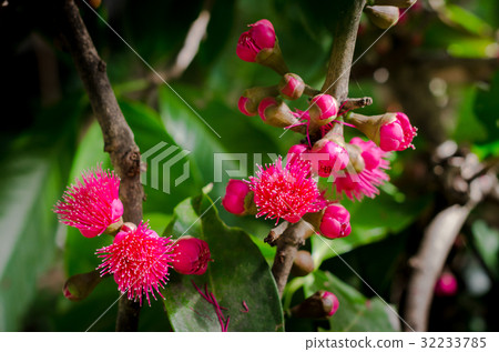 Flower of Malay apple on tree Flower of Malay apple on tree 32233785