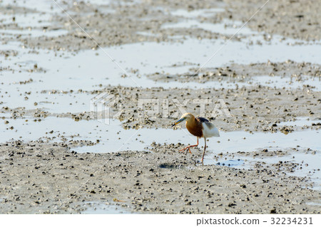 Chinese Pond Heron Ardeola bacchus. 32234231