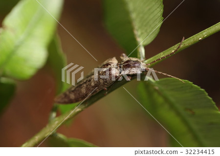 Creatures Insects Amami beards are female, female. Male has a splendid whiskered antennae ... 32234415