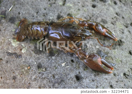 Uchida crayfish Lake lobster Uchida crayfish Lake lobster 32234471