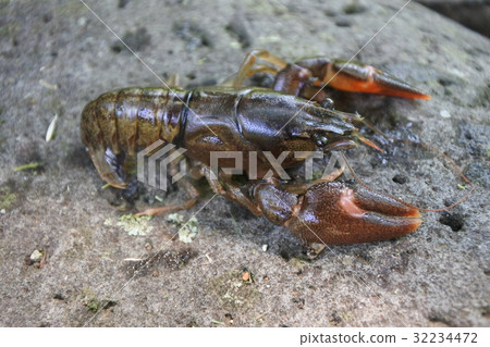Uchida crayfish Lake lobster Uchida crayfish Lake lobster 32234472