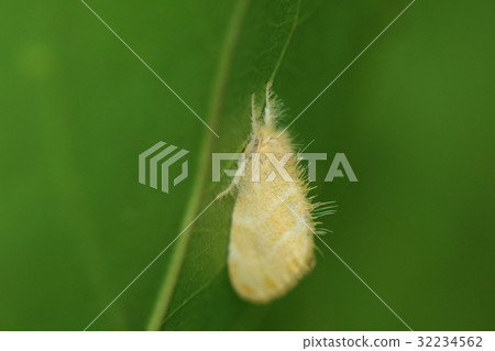 It seems that not only living things insects taiwan kitten and larvae but adults also have poisoned needles. Be careful It seems that not only living things insects taiwan kitten and larvae but adults also have poisoned needles. Be careful 32234562