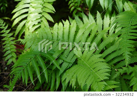 蕨類植物 蕨類植物 32234932