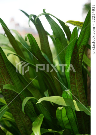 蕨類植物 蕨類植物 32234935