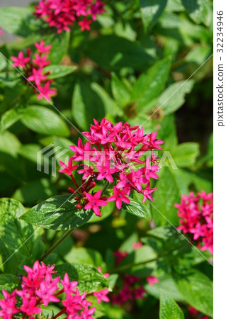Star flower Star flower 32234946