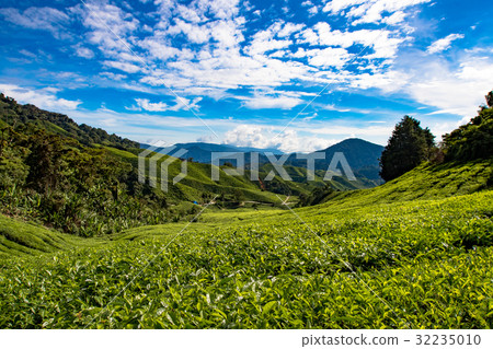 卡梅倫高地茶園美容農場 卡梅倫高地茶園美容農場 32235010
