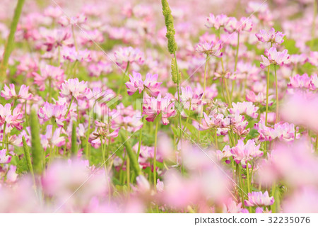 Range field astragalus flower spring flowers 32235076