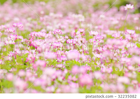Range field astragalus flower spring flowers 32235082