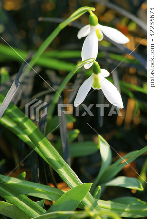 雪降 雪降 32235673