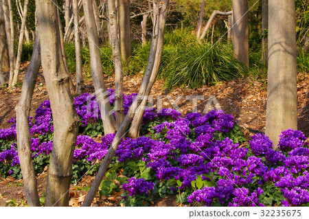 仙客來 仙客來 32235675