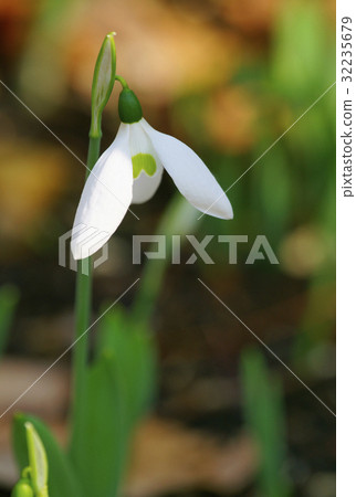 Snow Drop Snow Drop 32235679